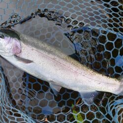 前回ほどではないがよく釣れてくれた平谷湖フィッシングスポット